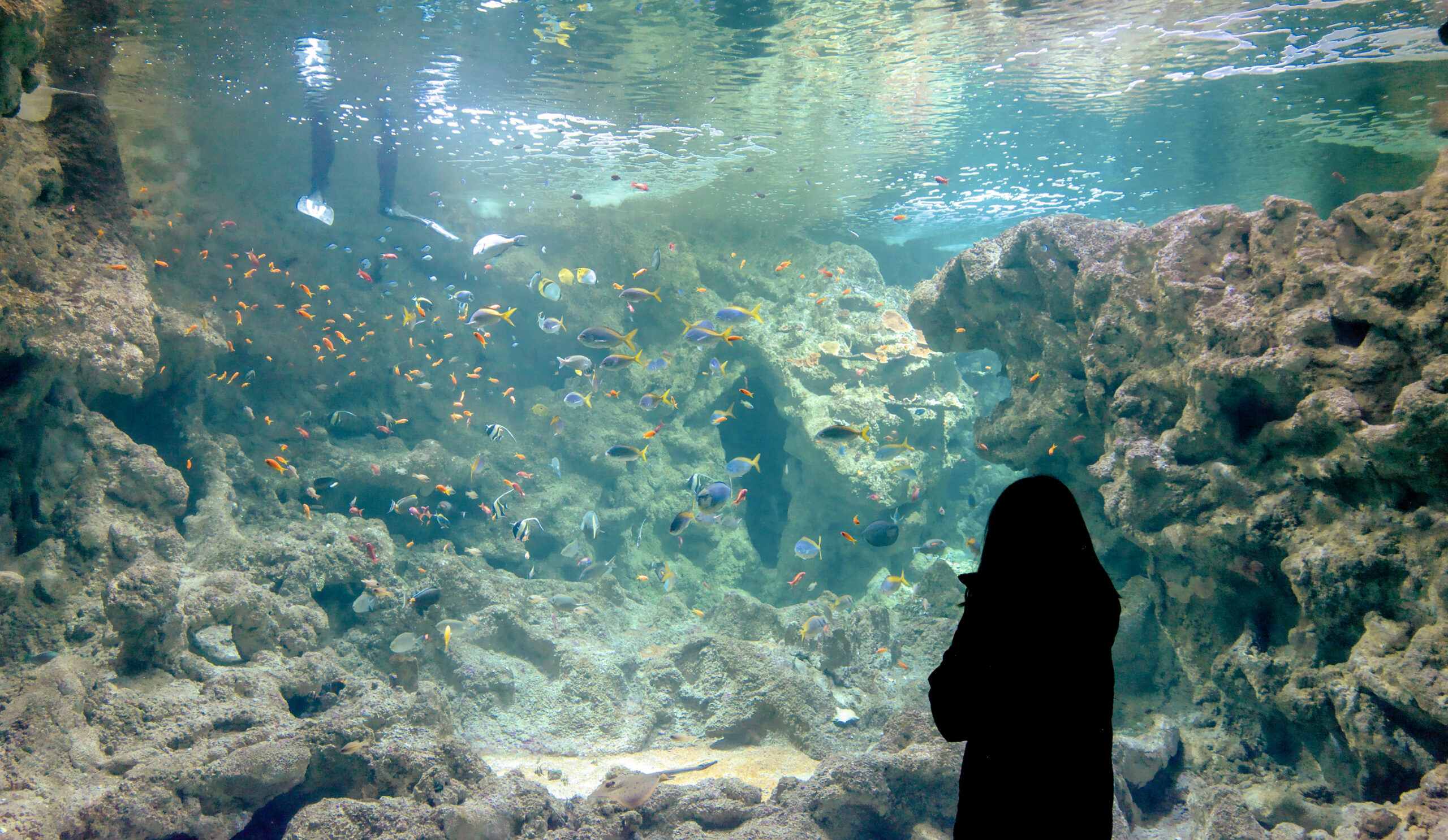 océanopolis brest bretagne activités enfants aquarium